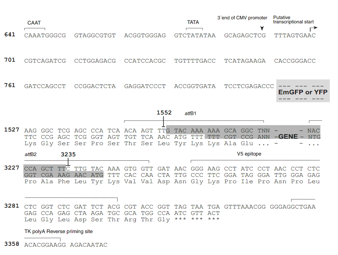 pcDNA6.2-N-EmGFP-DEST 多克隆位点 点击看大图 pcDNA6.2-N-EmGFP-DEST 多克隆位点